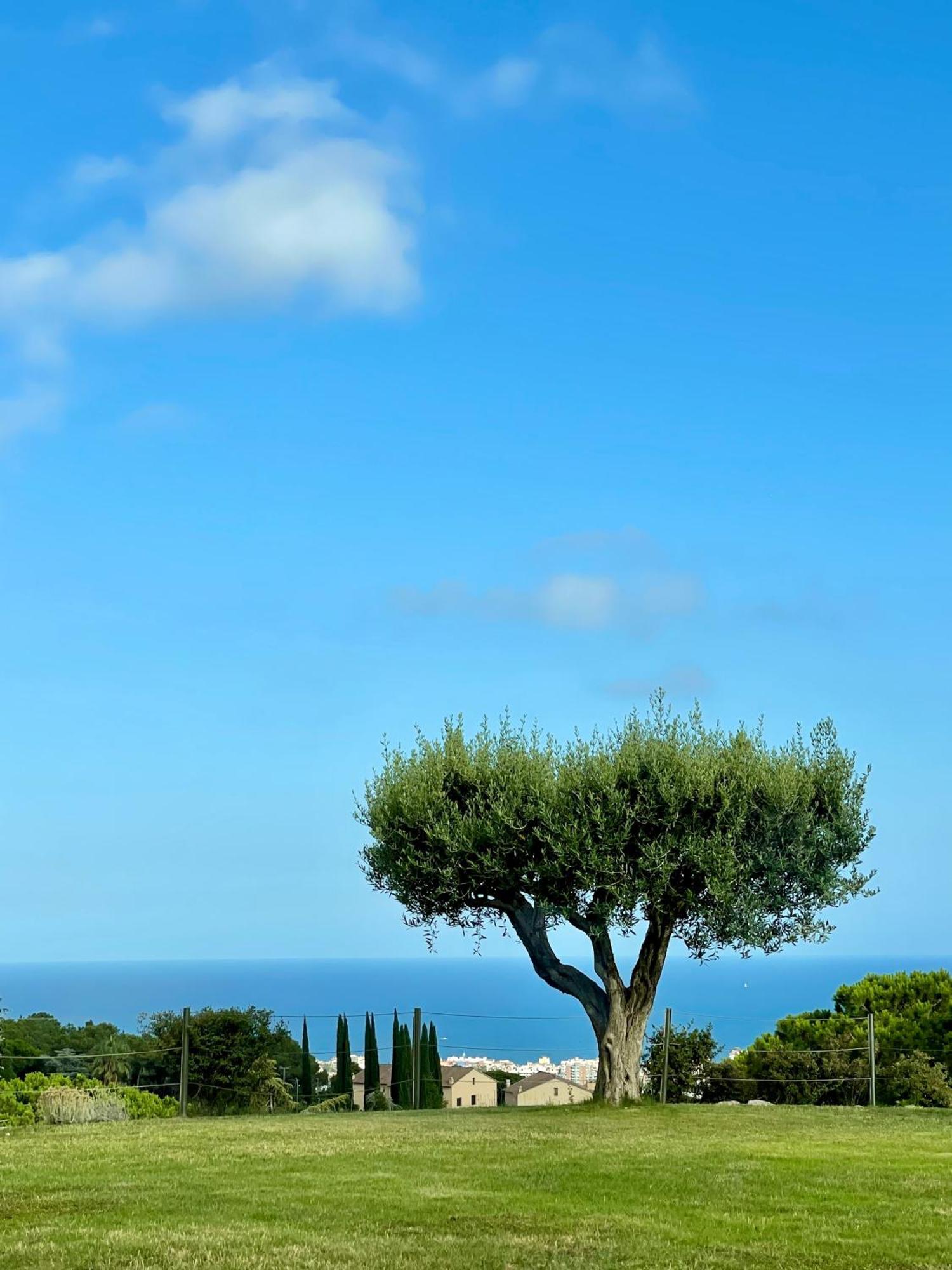 Palm Maresme - Suite With Bathroom And Terrasse With Ocean Views In A Private Villa Vilassar De Dalt Eksteriør billede